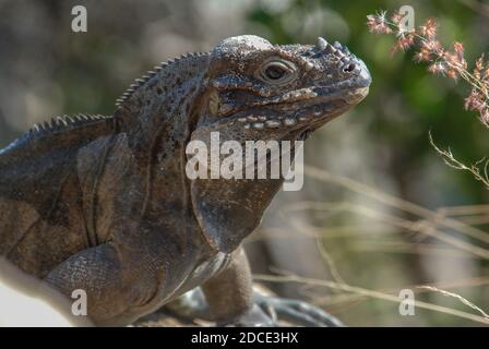 Ein Nashorn-Leguan (Cyclura cornuta) eine bedrohte Felseniguana-Art, die in Hispaniola endemisch ist. Stockfoto