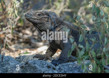 Ein Nashorn-Leguan (Cyclura cornuta) eine bedrohte Felseniguana-Art, die in Hispaniola endemisch ist. Stockfoto