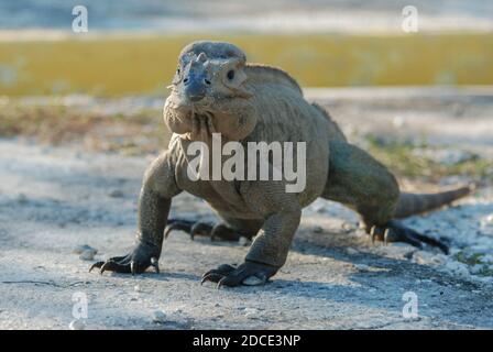 Ein Nashorn-Leguan (Cyclura cornuta) eine bedrohte Felseniguana-Art, die in Hispaniola endemisch ist. Stockfoto