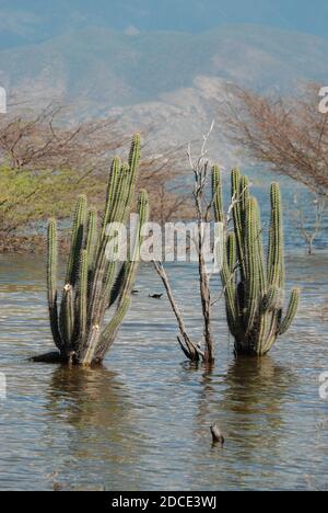 Ein paar Kakteen ragen während einer Überschwemmung in Hispaniola aus dem lago enriquillo im Nationalpark Isla Cabritos. Stockfoto