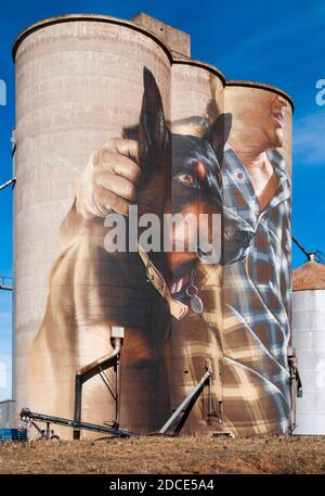 Silokunst von smug in Nullawil in Victorias Mallee-Land Zeigt einen Kelpie-Rinderhund mit seinem Meister Stockfoto