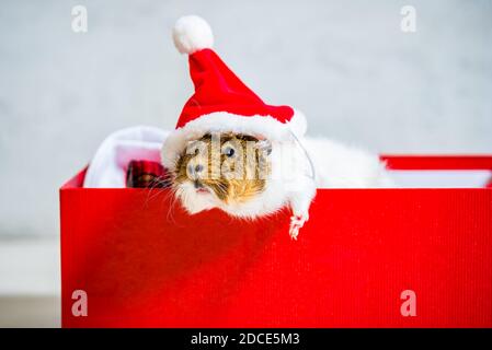 Faules Meerschweinchen mit rotem Weihnachtsmann Hut liegend Die offene rote Geschenkbox auf grauem Hintergrund mit Pfote Draußen Stockfoto