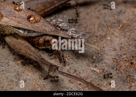 African Big-headed Ant der Art Pheidole megacephala preying on Ein echtes Cricket der Art Eneoptera nigripedis Stockfoto