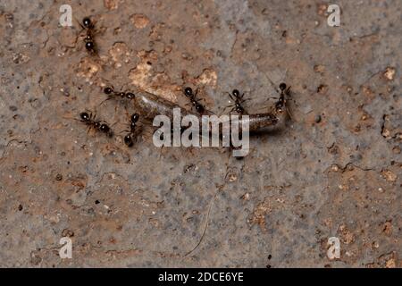 Afrikanische Großkopfante der Art Pheidole megacephala Stockfoto