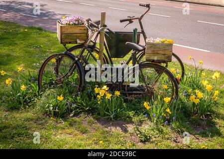 In Almelo (Niederlande) Die cuty Gemeinde haben alte Fahrräder in Blume gelegt Betten mit gelben Tulpen und Bluebells Stockfoto