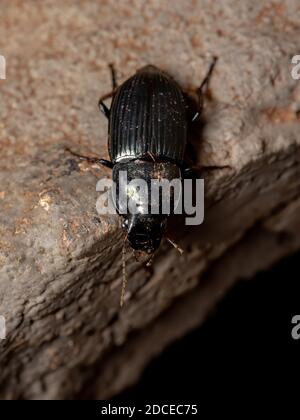 Brasilianischer Bodenkäfer der Unterfamilie Harpalinae Stockfoto