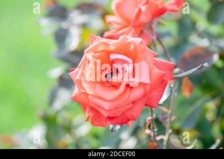 Garten Fauna Bug auf rosa blühenden Tee rosa Farbe Blume. Botanische Makrofotografie zur Illustration der Rose Stockfoto