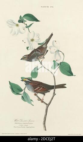 William Home Lizars, (Künstler), Scottish, 1788 - 1859, John James Audubon, (Künstler nach), American, 1785 - 1851, White-Throated Sparrow, The Birds of America: Plate VIII, (Serie), 1827, handkolorierte Radierung auf Whatman-Papier Stockfoto