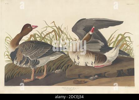 Robert Havell, Jr., (Künstler), Amerikaner, Born England, 1793 - 1878, John James Audubon, (Künstler nach), Amerikaner, 1785 - 1851, Weißstirngans, die Vögel Amerikas: Teller CCLXXXVI, (Serie), 1836, handkolorierter Gravur und Aquatinta auf Whatman-Wove-Papier Stockfoto