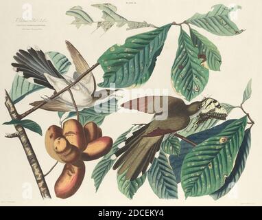 William Home Lizars, (Kupferstecher), Scottish, 1788 - 1859, John James Audubon, (Künstler danach), American, 1785 - 1851, Yellow-Billed Cuckoo, The Birds of America: Plate II, (Serie), 1827, handkolorierte Radierung auf Whatman-Papier Stockfoto