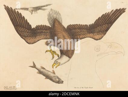 Mark Catesby, (Künstler), Englisch, 1679 - 1749, der kahle Adler (Falco leucocephalus), Nat. Hist. Of Carolina, Florida and the Bahama Isl.: V.1,T1, (series), veröffentlicht 1731-1743, handkolorierte Radierung Stockfoto