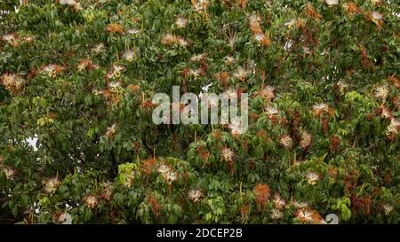 Brasilianischer Vorrat Baum der Art Pachira aquatica Stockfoto