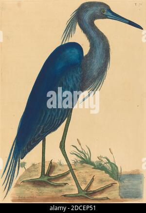 Mark Catesby, (Künstler), Englisch, 1679 - 1749, The Blue Heron (Ardea coerulea), Nat. Hist. Of Carolina, Florida and the Bahama Isl.:V.1,T76, (Serie), veröffentlicht 1731-1743, handkolorierte Radierung Stockfoto