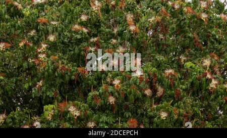 Brasilianischer Vorrat Baum der Art Pachira aquatica Stockfoto