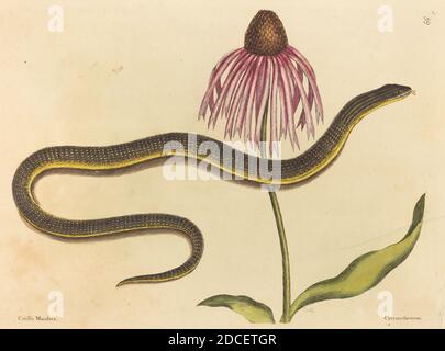 Mark Catesby, (Künstler), Englisch, 1679 - 1749, The Glass Snake (Anguis ventricis), Nat. Hist. Of Carolina, Florida and the Bahama Isl.: V.2,T59, (Serie), veröffentlicht 1731-1743, handkolorierte Radierung Stockfoto