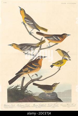 Robert Havell, Jr., (Künstler), Amerikaner, Born England, 1793 - 1878, John James Audubon, (Künstler nach), Amerikaner, 1785 - 1851, Bullock's Oriole, Baltimore Oriole, Mexican Goldfinch and Colored Thrush, The Birds of America: Plate CCCCCCXXXIII, (Serie), 1838, handkolorierter Stich und Aquatinta auf Whatman-Wove-Papier Stockfoto