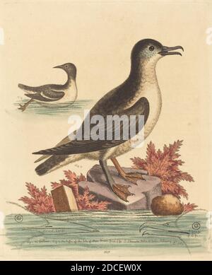 George Edwards, (Künstler), Englisch, 1694 - 1773, The Guillemot and the Puffin of the Isle of man, A Natural History of Uncommon Birds and Animals (1743-51), (Serie), 1762, handkolorierte Radierung Stockfoto