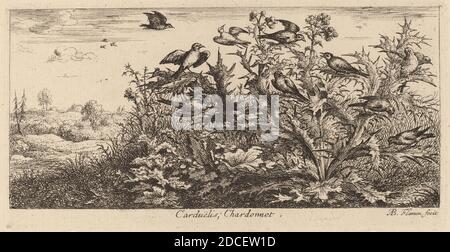 Albert Flamen, (Künstler), Flämisch, c. 1620 - 1669 oder danach, Carduelis, der Goldfink, EIN Vogelbuch (Livre d'oiseaux), (Serie), Radierung Stockfoto