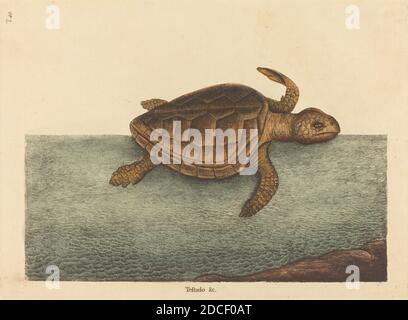 Mark Catesby, (Künstler), Englisch, 1679 - 1749, The Logger-Head Turtle (Testudo Cavanna), Nat. Hist. Of Carolina, Florida and the Bahama Isl.:V.2,T40, (Serie), veröffentlicht 1731-1743, handkolorierte Radierung Stockfoto