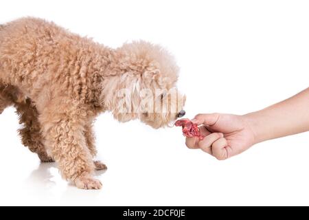 Hand Fütterung klobig nahrhaft rohes Fleisch Barf Ernährung gesund Hund auf weißem Hintergrund Stockfoto