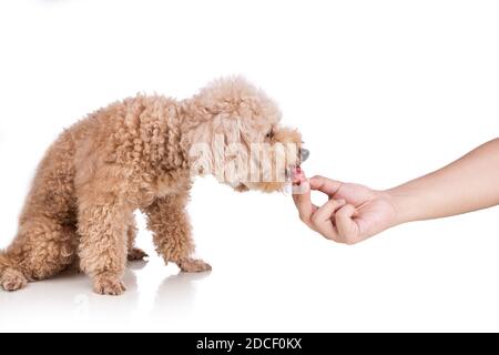 Hand Fütterung klobig nahrhaft rohes Fleisch Barf Ernährung gesund Hund auf weißem Hintergrund Stockfoto