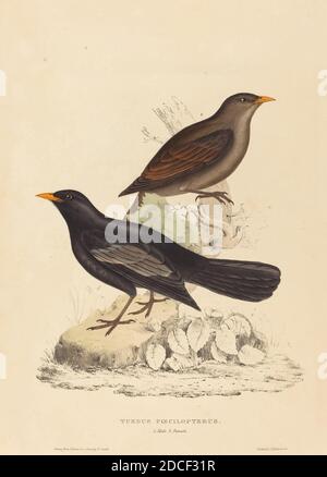 Elizabeth Gould, (Künstlerin), Britin, 1804 - 1841, Turdus Poecilopterus (Aztec Thrush), handkolorierte Lithographie Stockfoto