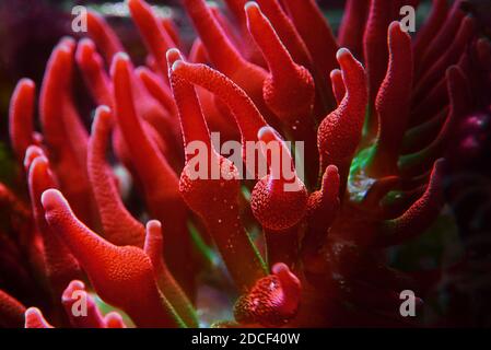 Mehrfarbige Bubble-tip Anemone - Entacmaea quadricolor Stockfoto