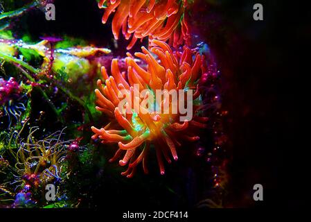 Mehrfarbige Bubble-tip Anemone - Entacmaea quadricolor Stockfoto