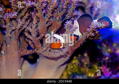 Amphiprion ocellaris Clownfish - der beliebteste Salzwasserfisch für Korallenriff Aquariumbecken Stockfoto