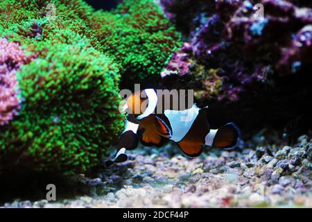 Amphiprion ocellaris Clownfish - der beliebteste Salzwasserfisch für Korallenriff Aquariumbecken Stockfoto