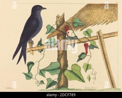 Mark Catesby, (Künstler), Englisch, 1679 - 1749, The Purple Martin (Hirundo purpurea), Nat. Hist. Of Carolina, Florida and the Bahama Isl.: V.1,T51, (Serie), erschienen 1731-1743, handkolorierte Radierung Stockfoto