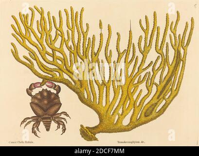 Mark Catesby, (Künstler), Englisch, 1679 - 1749, The Red Clawed Crab (Cancer erythropus), Nat. Hist. Of Carolina, Florida and the Bahama Isl.: V.2,T37, (series), veröffentlicht 1731-1743, handkolorierte Radierung Stockfoto