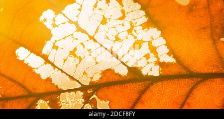 Ein helles orangefarbenes Eichenblatt im Sonnenlicht aus nächster Nähe. Gut sichtbare trockene Pflanzenstruktur. Dekorativer Bildschirmschoner Stockfoto