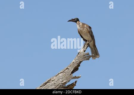 Lautes Friarbird, das auf einem toten Baum thront Stockfoto