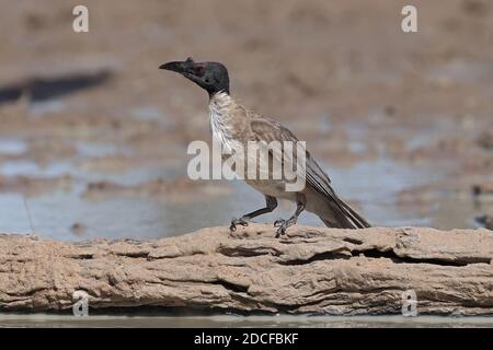 Lautes Friarbird, das am Wasserloch thront Stockfoto