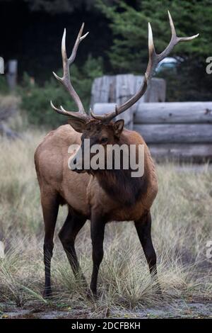 Ein Roosevelt-Elch (Cervis elaphus roosevelti) steht wachsam auf dem Gold Bluff Beach Campground im Prairie Creek Redwoods State Park in der Nähe von Orick, Cal Stockfoto