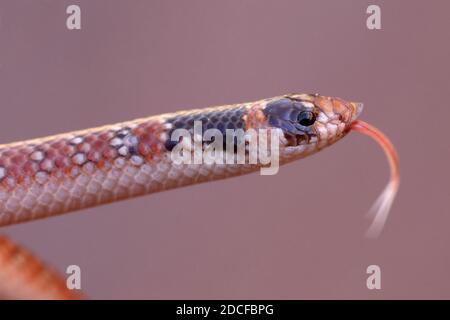 Australische Korallenschlange, die ihre Zunge flackert Stockfoto