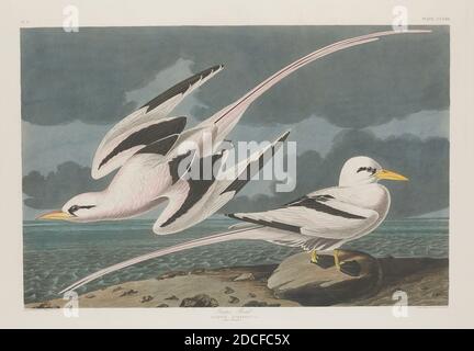 Robert Havell, Jr., (Künstler), Amerikaner, Born England, 1793 - 1878, John James Audubon, (Künstler nach), Amerikaner, 1785 - 1851, Tropic Bird, The Birds of America: Teller CCLXII, (Serie), 1835, handkolorierter Stich und Aquatinta auf Whatman-Wove-Papier, Platte: 66 x 55.6 cm (26 x 21 7/8 Zoll), Blatt: 100.3 x 68.3 cm (39 1/2 x 26 7/8 Zoll Stockfoto