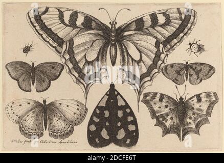 Wenceslaus Hollar, (Künstler), Bohemian, 1607 - 1677, fünf Schmetterlinge, eine Motte, und zwei Käfer, Muscarum scarabeorum ... variefig., (Serie), 1646, Radierung Stockfoto