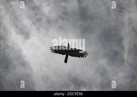 A Crow Flying Top on the Open Sky, Shot by MNZR auf Nikon DSLR, Folge @mnzr pixelz auf instagram.... Stockfoto