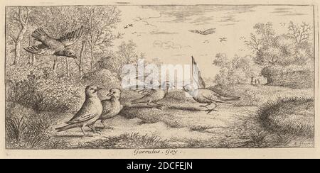 Albert Flamen, (Künstler), Flämisch, c. 1620 - 1669 oder danach, Garrulus, der Eichelhäher, EIN Vogelbuch (Livre d'oiseaux), (Serie), Radierung Stockfoto