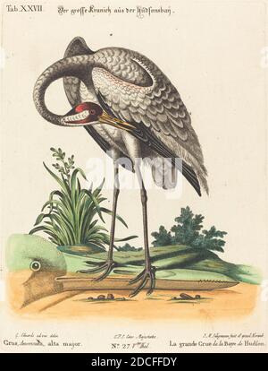 Johann Michael Seligmann, (Künstler), deutsch, 1720 - 1762, George Edwards, (Künstler danach), englisch, 1694 - 1773, Grus Americana, alta Major, A Natural History of Uncommon Birds and Animals(1749-76), 27, (Serie), handkolorierte Radierung auf Büttenpapier, Tafel: 28.5 x 21.6 cm (11 1/4 x 8 1/2 Zoll), Blatt: 39 x 25.5 cm (15 3/8 x 10 1/16 Zoll Stockfoto