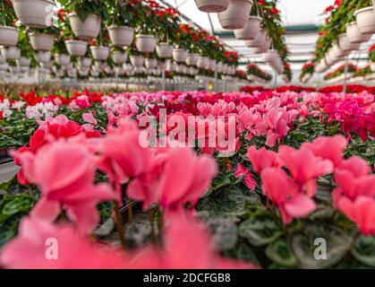 Rosa Cyclamen blüht im Gewächshaus, Winter Topfblume Stockfoto