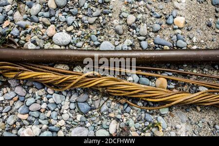 Ebey's Landing Beach, Bull Kelp wurde am Strand ausgewaschen. Stockfoto