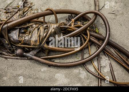 Ebey's Landing Beach, Bull Kelp wurde am Strand ausgewaschen. #ILoveKelp Stockfoto