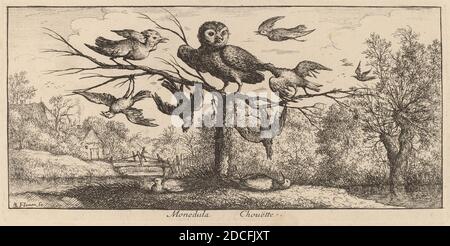 Albert Flamen, (Künstler), Flämisch, c. 1620 - 1669 oder danach, Monedula, die Eule, EIN Vogelbuch (Livre d'oiseaux), (Serie), Radierung Stockfoto