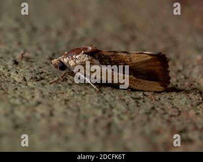 Bicolored Vogel-dropping Moth der Art Ponometia exigua in der Wand Stockfoto