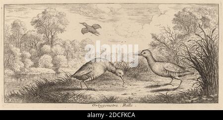 Albert Flamen, (Künstler), Flämisch, c. 1620 - 1669 oder danach, Ortygometra, die Schiene, EIN Vogelbuch (Livre d'oiseaux), (Serie), Radierung Stockfoto