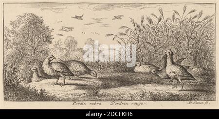 Albert Flamen, (Künstler), Flämisch, c. 1620 - 1669 oder danach, Pedrix rubra, das Rotbeinige Rebhuhn, EIN Vogelbuch (Livre d'oiseaux), (Serie), Radierung Stockfoto