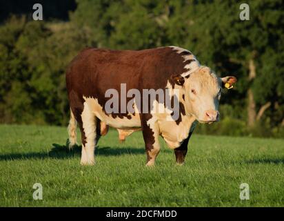Herefordshire Bull Stockfoto